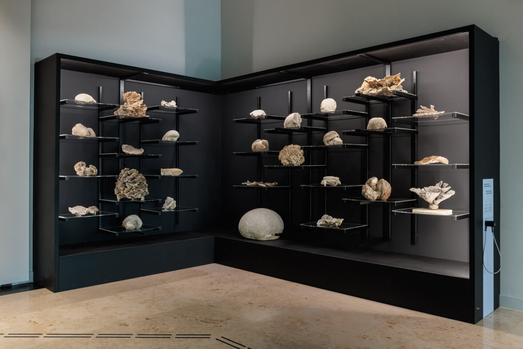 Ausstellungsansicht mit schwarzem Korallenregal über Eck. In der Vitrine befinden sich mehrere einzelne Korallen.