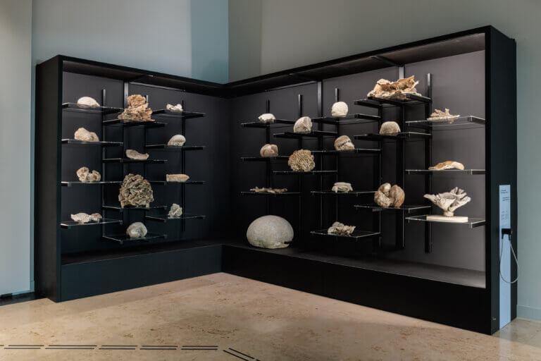Ausstellungsansicht mit schwarzem Korallenregal über Eck. In der Vitrine befinden sich mehrere einzelne Korallen.