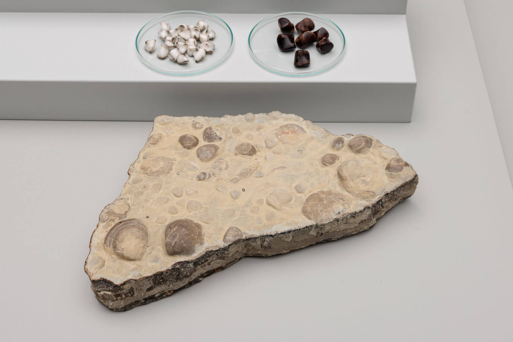 Im Vordergrund liegt ein sandfarbener Stein mit Muschelfragmenten, dahinter sind kleinere Steine in Petrischalen zu sehen.