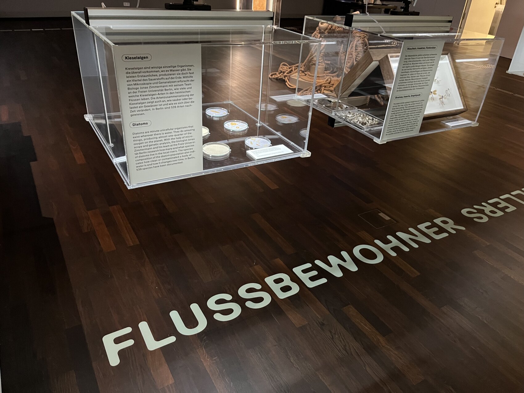 Kieselalgenvitrine im Ausstellungsraum, auf dem Boden ist der Schriftzug "Flussbewohner" zu lesen