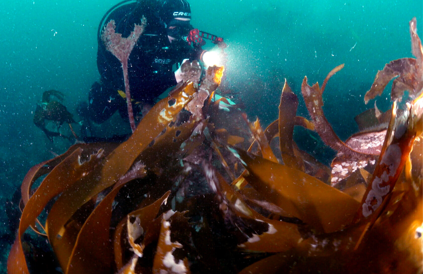 Die Künstlerin Elena Alonso Fernández bei der Recherche von „Portrait of a Kelp Forest“